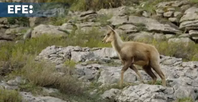 Los rebecos pueblan de nuevo las cumbres de la montaña oriental cántabra tras 20 años