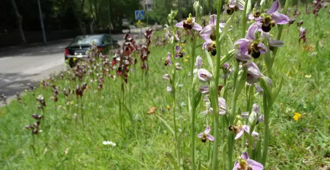 Publicada una guía digital sobre la diversidad de orquídeas en la capital cántabra