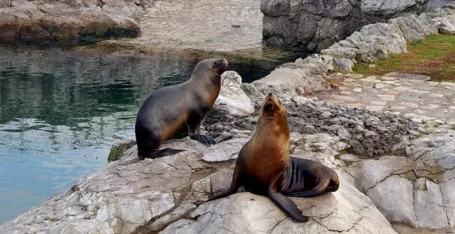 Muere una leona marina en el minizoo de La Magdalena