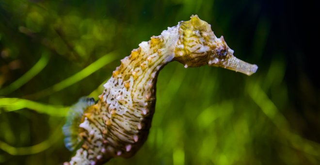 Cómo se reproducen los caballitos de mar