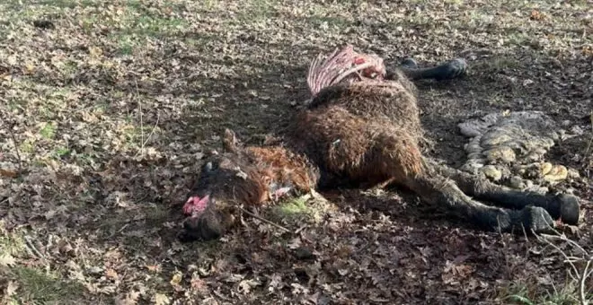 Los lobos matan un potro en un pueblo de Valderredible