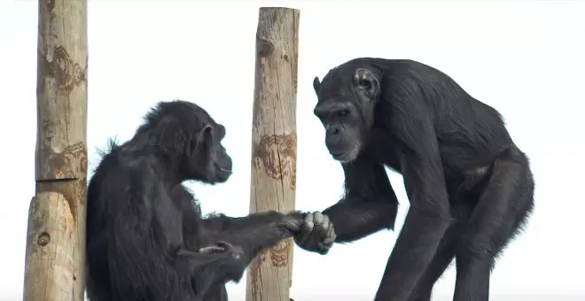 Los chimpancés no olvidan