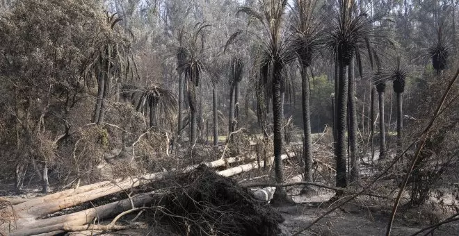 Los fallecidos en los incendios de Valparaíso suben a 131, pero solo 35 han sido identificados