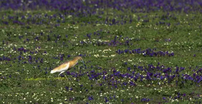 La crisis climática adelanta la floración en Doñana