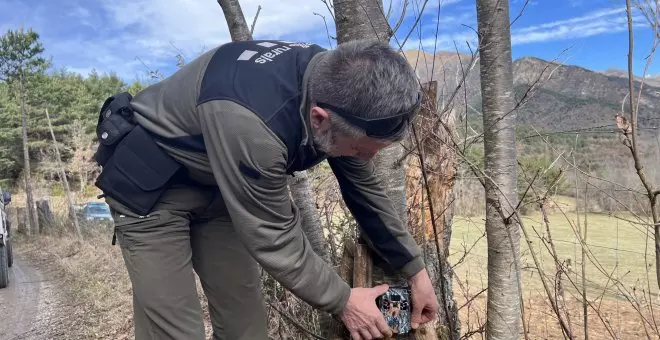 Un llop recorre més de 1.200 quilòmetres des d'Alemanya fins a l'Alta Ribagorça