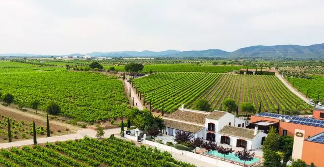 La vitivinicultora ecológica que estudió Derecho pero decidió volver a las raíces