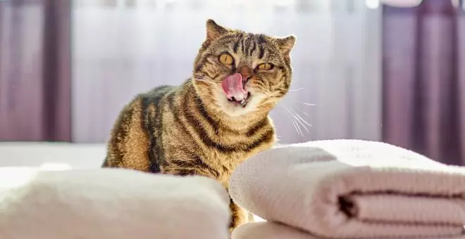 ¿Por qué los gatos tienen la lengua áspera?