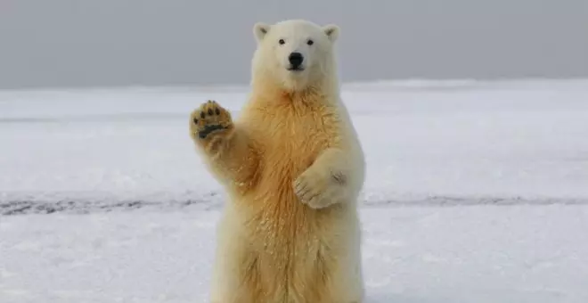 Día del Oso Polar: curiosidades de este gigante blanco