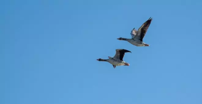 Los ecologistas presionan para que el nuevo comisionado de Doñana creado por Moreno Bonilla cierre los pozos ilegales