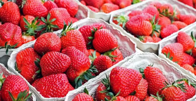 Alertan de la presencia de Hepatitis A en fresas procedentes de Marruecos