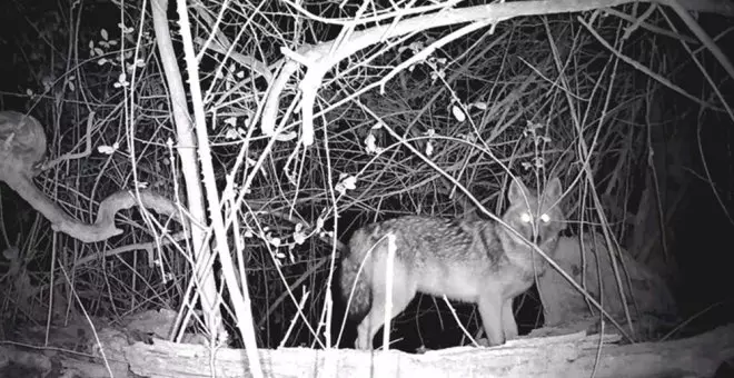 Un lobo asentado, un chacal dorado de paso y un lince en espera: los depredadores llegan al valle del Ebro