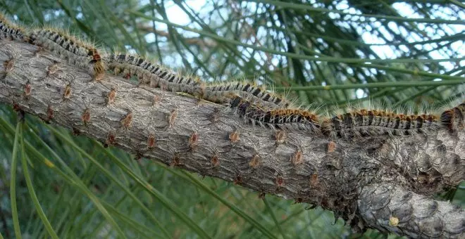 Aumentan las plagas y enfermedades de nuestros bosques