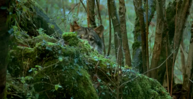 El PP lleva al Senado su batalla contra el lobo