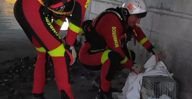 Rescatado un gato de una de las pilastras del viaducto de la A-8 en Colindres