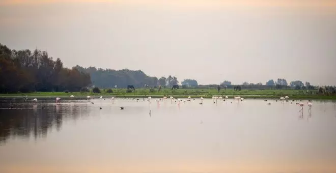 WWF denuncia que hay 1.300 hectáreas con riegos ilegales en Doñana que venden sus fresas en los mercados