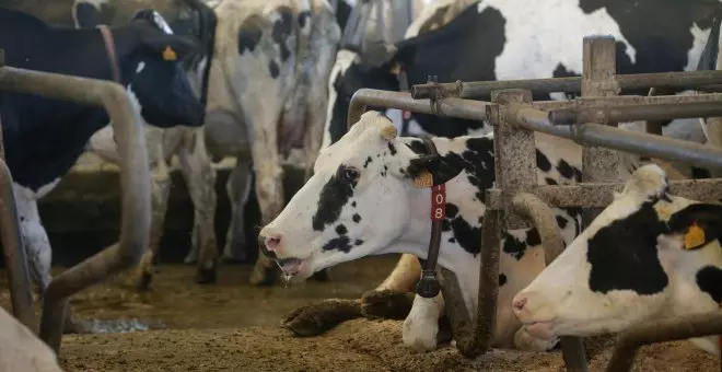 La UE condena a España por no prevenir la contaminación del agua por la agricultura y ganadería