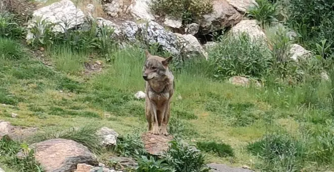 El Senado pide al Gobierno la salida del lobo del LESPRE