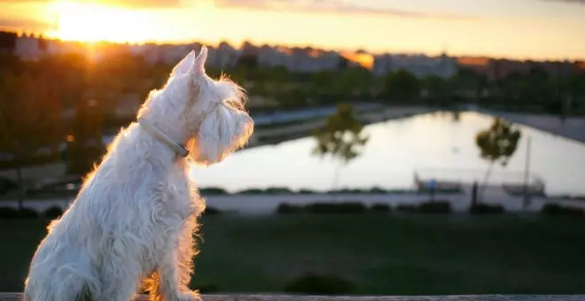 Qué visitar en Madrid con perros