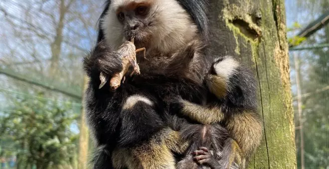 Nacen trillizos de tití de Geoffroy en el Zoo de Santillana