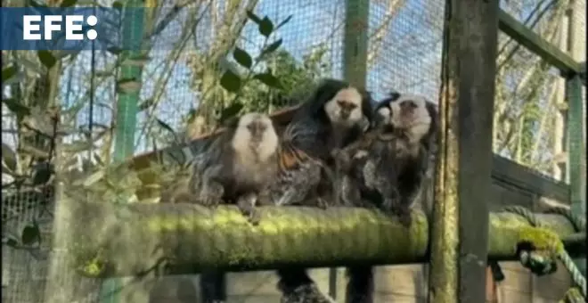 Nacen trillizos de tití de Geoffroy en el Zoo de Santillana del Mar