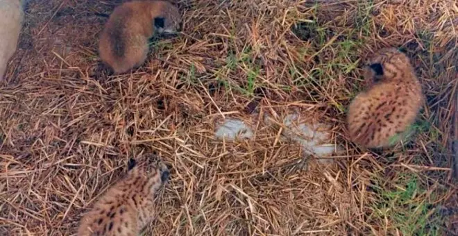 Una sorpresa esperanzadora en los Montes de Toledo: tres linces ibéricos recién nacidos, hallados por un ganadero en su pajar