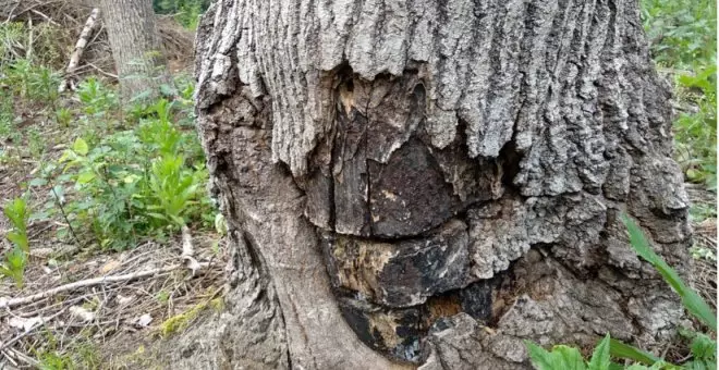 Este árbol puede ayudar a frenar el cambio climático