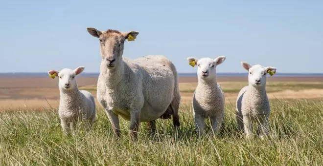 ¿Está permitido sacrificar animales en ritos religiosos?