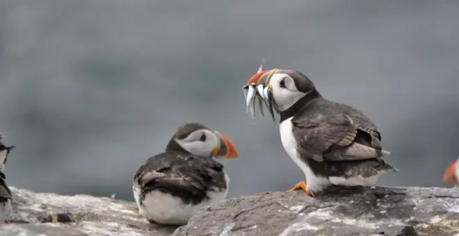 La exposición 'Aves Europa' aterrizará este lunes en el Museo Jesús Otero