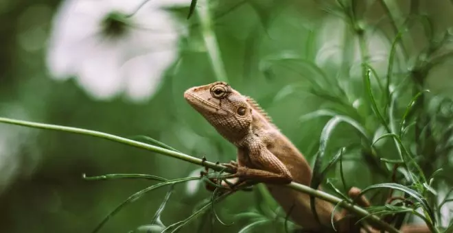 Estas son las mascotas que no puedes tener en casa con la nueva Ley de Bienestar Animal