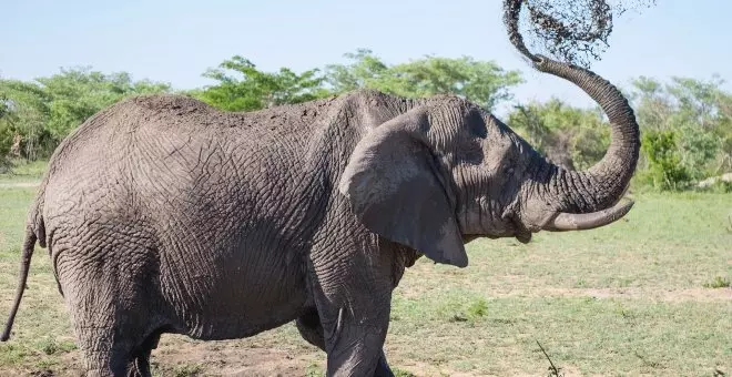 ¿Cuáles son los animales más fuertes del mundo?