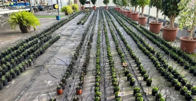 El Ayuntamiento plantará 2.500 flores de diferentes variedades esta primavera