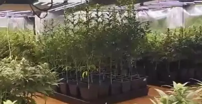 Dos viviendas de un pueblo de Toledo escondían más de 1.200 plantas de marihuana, hay cinco detenidos