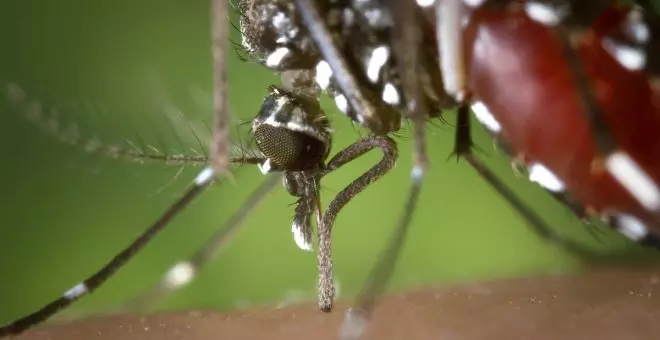 Mosquito tigre: dónde está en España y qué pasa si te pica