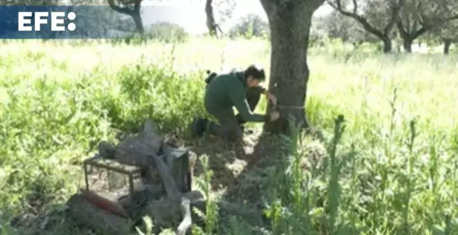 Los linces conquistan la dehesa