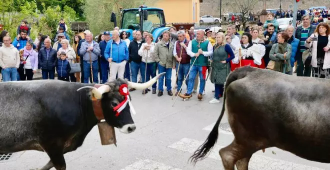 Cartes vive una "jornada montañesa" con la 'pasá' de vacas tudancas y la difusión del folclore regional