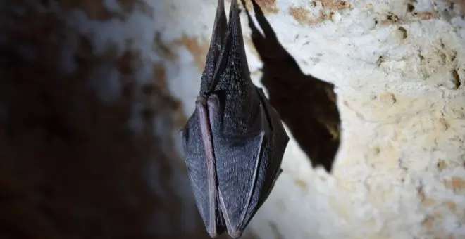 Los animales que más enfermedades transmiten