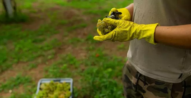 La vendimia arranca en Catalunya con un menor impacto de la sequía de lo previsto y una cosecha más tardía