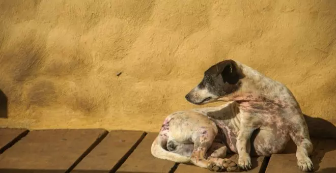 Leishmania: síntomas en mi perro y cómo prevenir esta enfermedad