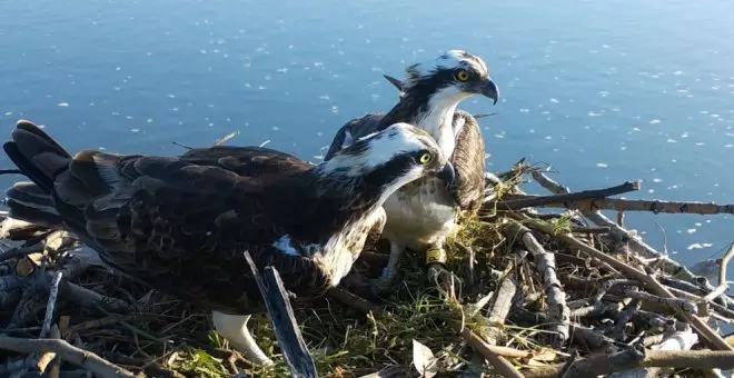 Nacen tres águilas pescadoras en la bahía de Santander