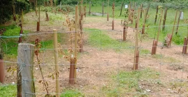 La plantación de árboles autóctonos de Sámano sufre actos vandálicos