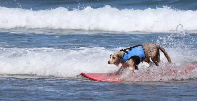 Más de veinte perros participarán este fin de semana en el III Campeonato Europeo de Surf para canes