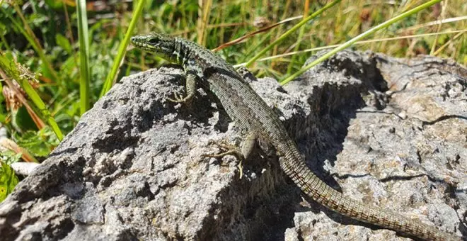 Un centenar de expertos analizarán en Cantabria los retos y oportunidades de anfibios y reptiles en Europa