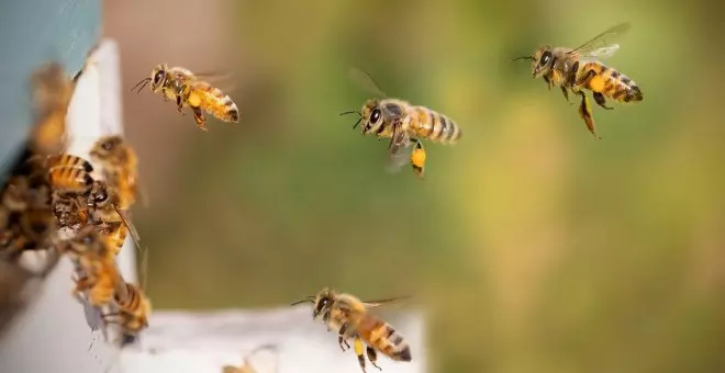 El ventajoso matrimonio de conveniencia de las abejas y las placas solares