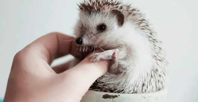 Erizos: por qué no deberías tenerlos como mascotas