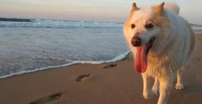 El Ayuntamiento abrirá una consulta pública para decidir dónde habilitar playas para perros