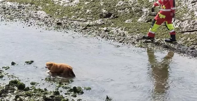 Final feliz gracias a los bomberos para un perro que no podía salir de la ría de Gama