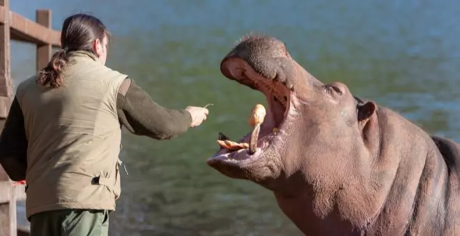 La manada de hipopótamos de Cabárceno crece con el nacimiento de una nueva cría