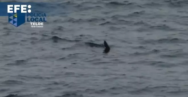 Cierra al baño la playa de Melenara (Gran Canaria) por la presencia de un tiburón