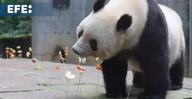 El lugar en China al que vuelven los pandas repartidos por el mundo