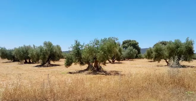 Los sellos de calidad alzan la voz contra las tierras raras: la DOP Aceite de Oliva Campo de Montiel alerta de la amenaza